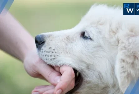 Ohio Dog Bite Strict Liability Law: What Victims Need to Know (Guide)