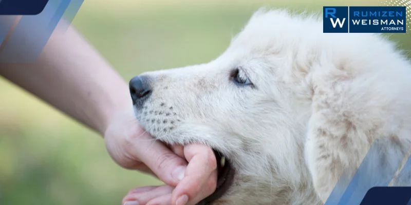 Ohio Dog Bite Strict Liability Law: What Victims Need to Know (Guide)