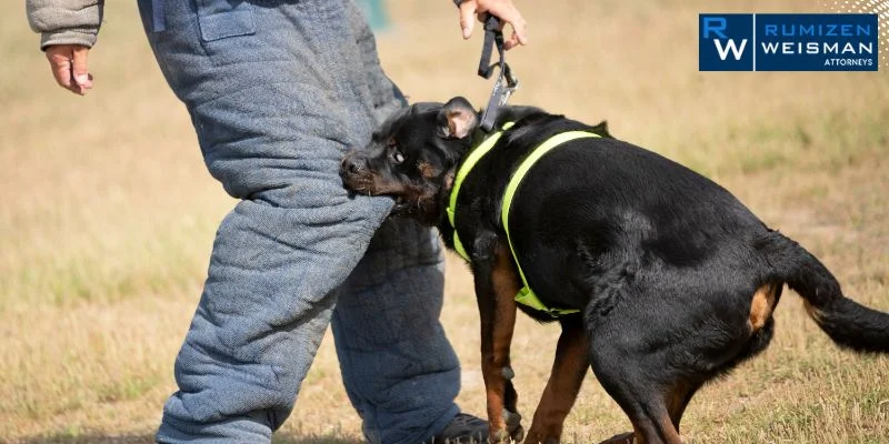 What Is Avery’s Law and How Does It Change Dog Bite Claims in Ohio? 2026 Update
